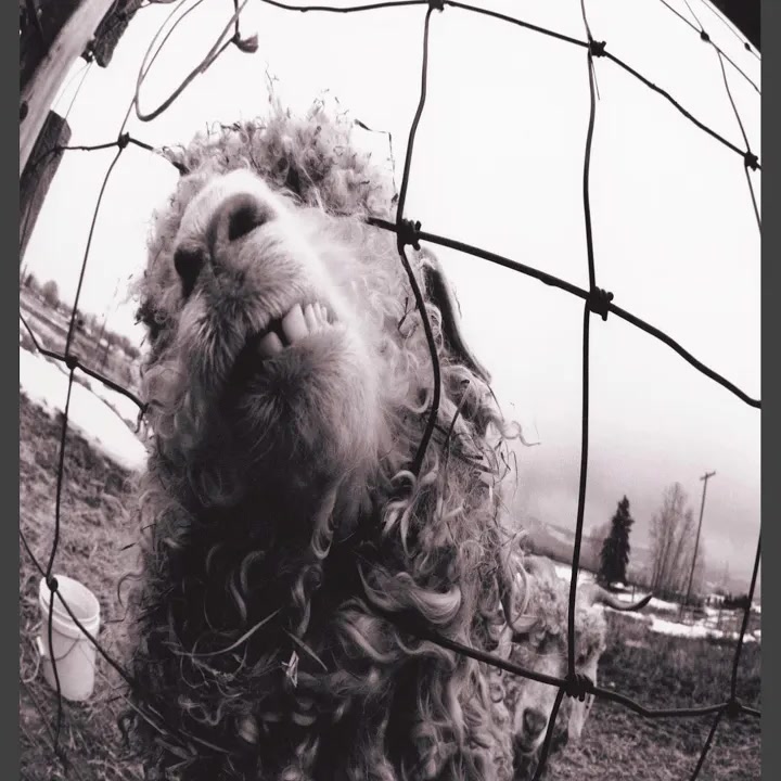 [Pearl Jam] Vs.